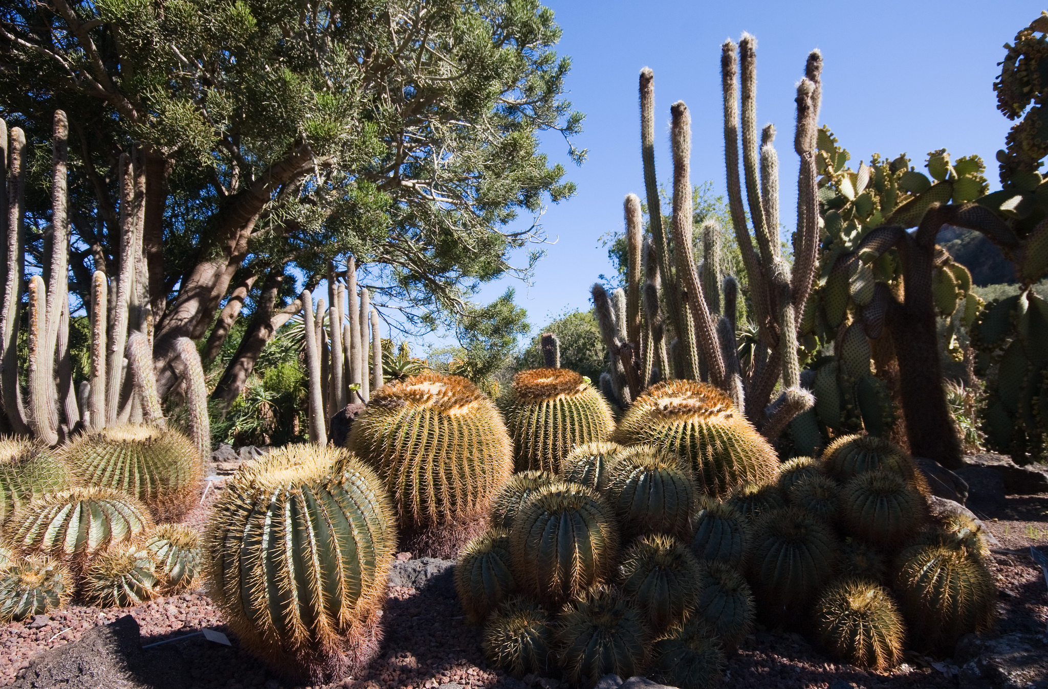 Jardin Botanico Canario cati