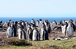 Marco Polo in the Falklands
