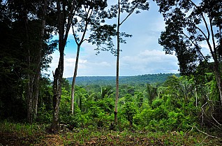 Amazon, West Indies & Azores